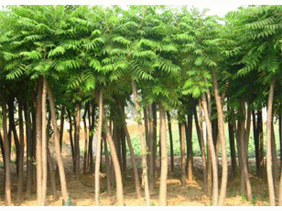 定西園林綠化苗木銷售_蘭州公園小區(qū)道路綠化 蘭州有哪幾家大型甘肅園林綠化苗木基地