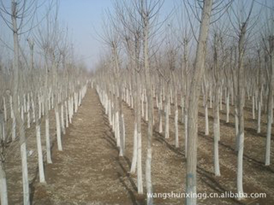 慶陽園林綠化苗木銷售苗圃：甘肅規模大的甘肅園林綠化苗木基地