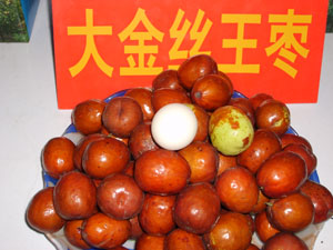 【世杰苗圃】13898370130金絲王棗 艷山紅桃