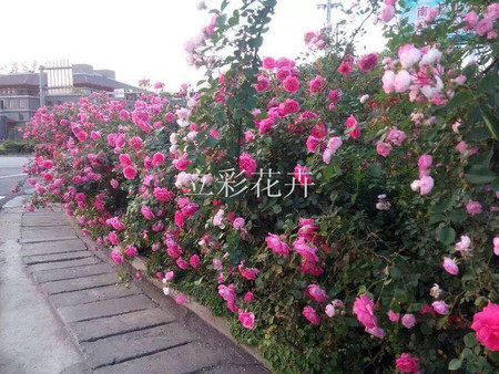 大花薔薇供應商：廠家直銷大花薔薇，哪里有賣