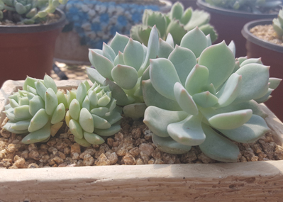 供銷多肉植物營養土，洛陽益多園藝供應實惠的營養土