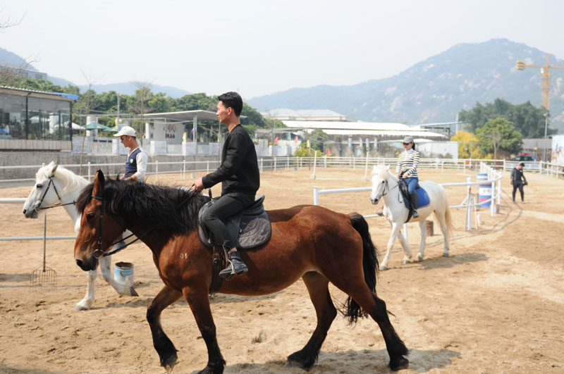 廈門馬術培訓就找榮成馬術，廈門馬出租