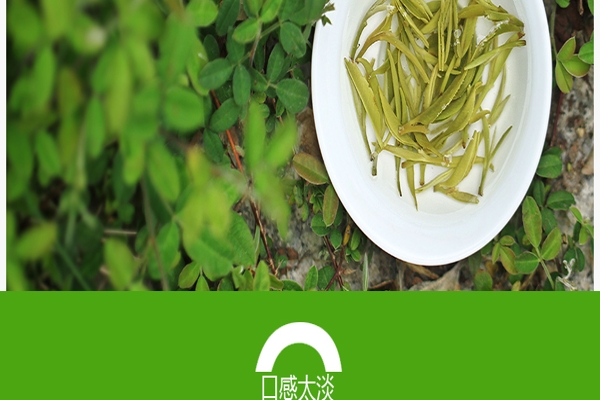 精品綠茶批發【福建】：醉品樸茶碧螺春2016明前茶綠茶價格