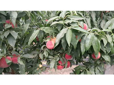 遼寧有機(jī)水果 優(yōu)質(zhì)有機(jī)水果供應(yīng)商推薦