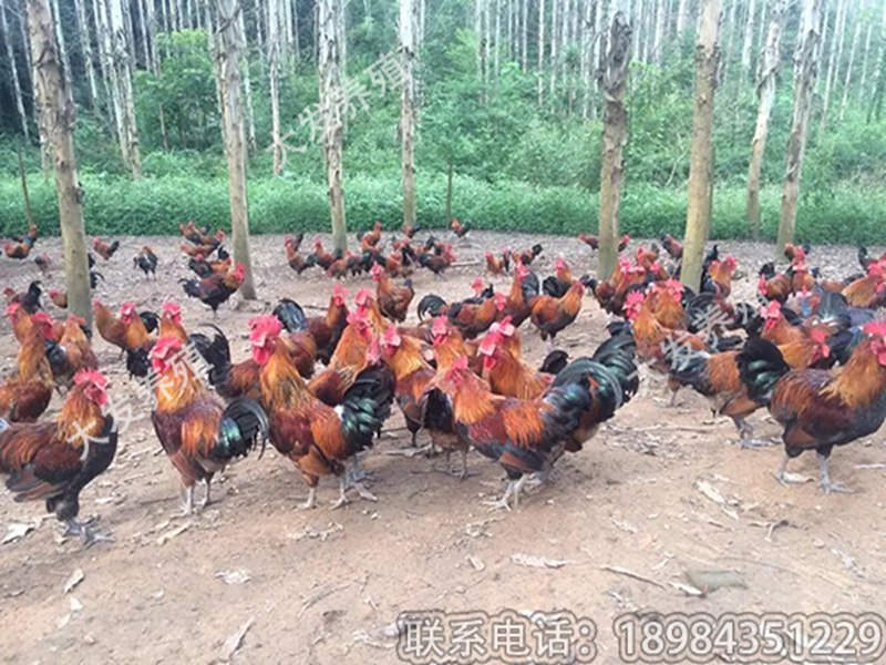 貴陽(yáng)規(guī)模大的香雞苗2號(hào)提供商——土雞哪里有