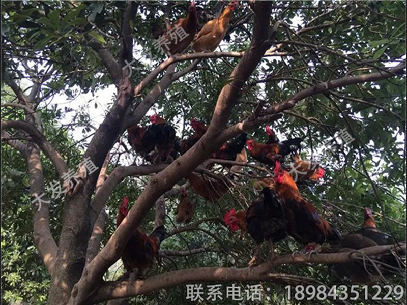 六盘水散养土鸡苗，出色的香鸡苗3号市场价格情况