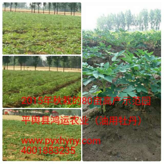 鴻運農業_專業油用牡丹供應商_洛陽油用牡丹