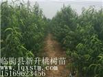 潍坊一级的桃棚建设公司，当属新升桃树苗，安徽桃棚建设