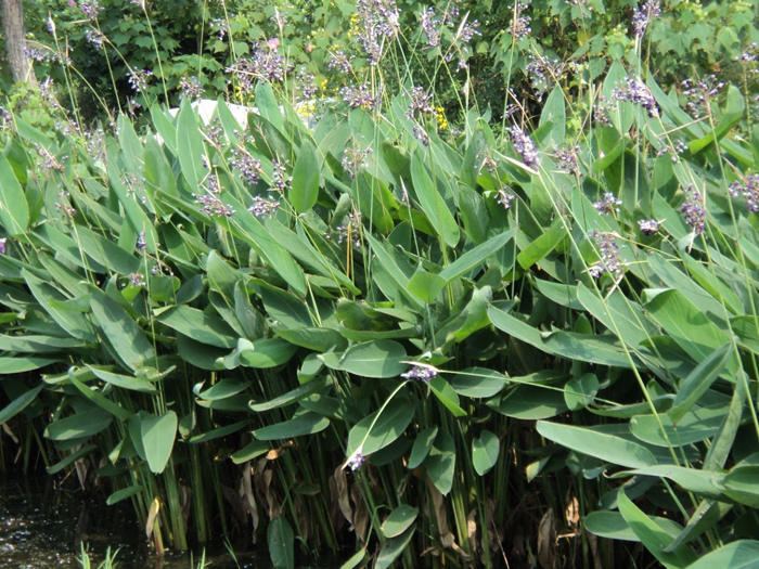 再力花批發(fā)——買再力花當(dāng)然是到向日葵花卉苗木