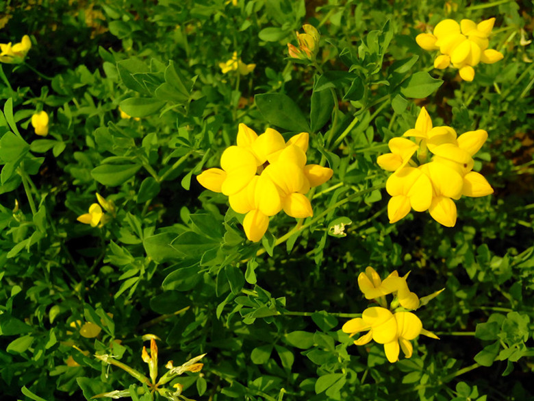 销量至好的观赏草出售：抗旱、节水、低碳观赏草代理