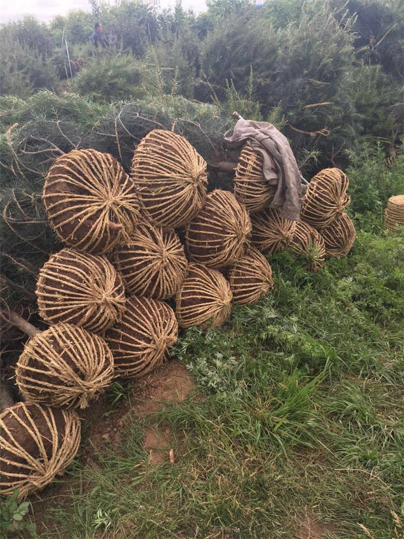 优质白皮松首推苗木种植中心 求购白皮松苗木