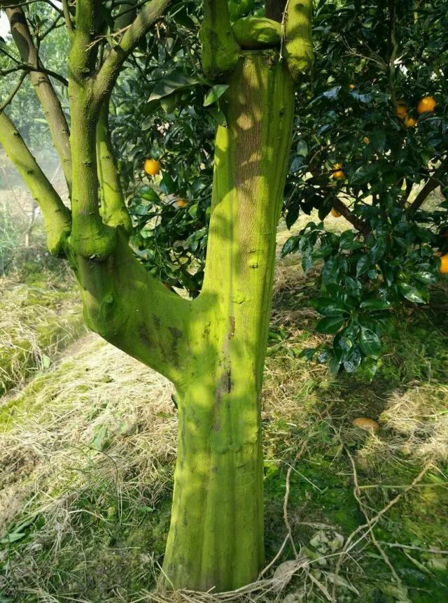 湖北乙蒜素西瓜蔓枯病專用產(chǎn)品 辣椒炭疽病優(yōu)質(zhì)sj劑原始圖片2
