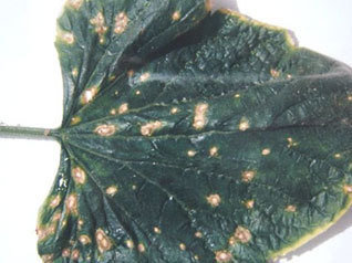 供應江蘇果樹蔬菜80乙蒜素臍橙潰瘍病{tx}藥 防御辣椒炭疽病優質殺菌劑原始圖片2