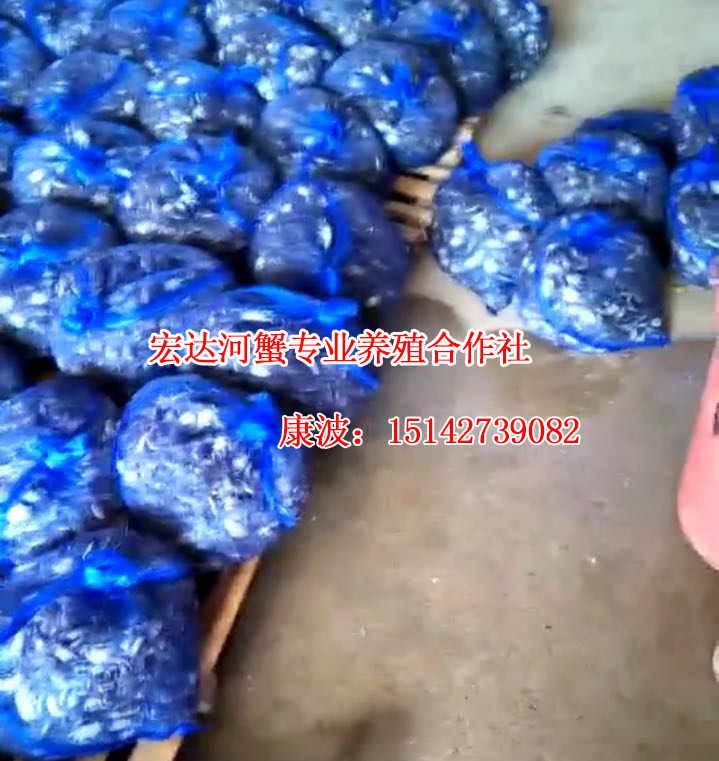 【宏達(dá)河蟹15142739082】出售盤錦河蟹 批發(fā)盤錦蟹苗