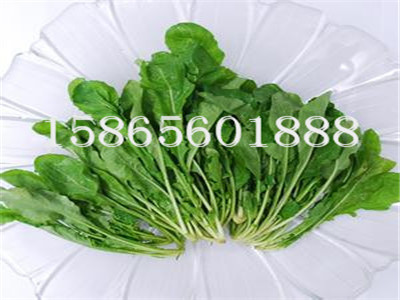 【山莊經(jīng)貿(mào)】蠶蛹批發(fā) 蠶蛹廠家 蠶蛹專賣