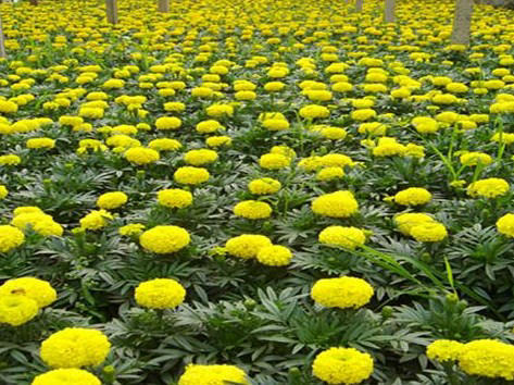（錦里苗木）萬壽菊&山東萬壽菊AAA萬壽菊價格