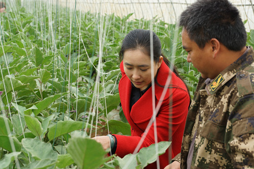 江西修水青柳神茶專業(yè)供應(yīng)青柳神茶_江西神茶青柳批發(fā)價格