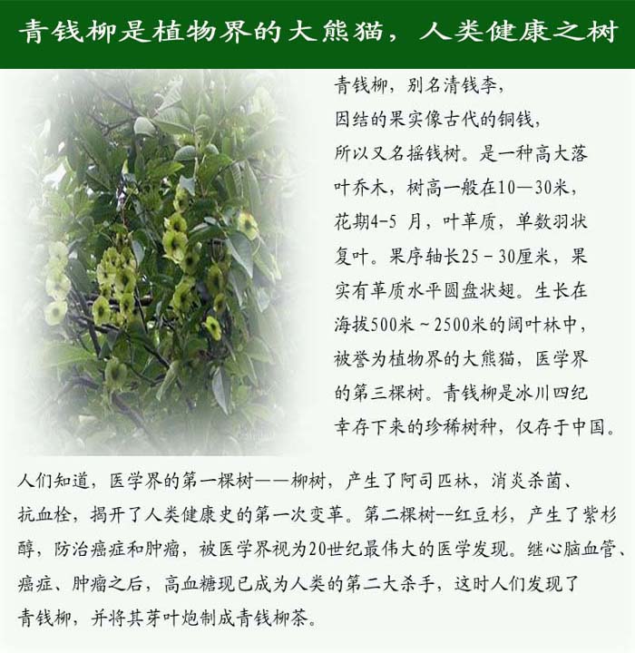 買野生青錢柳就來江西修水青錢柳神茶集團|青錢柳原葉的功效與作用