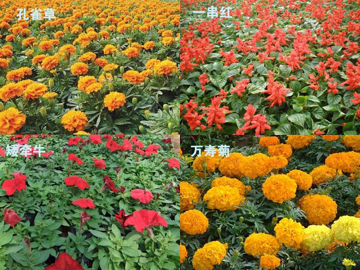 孔雀草——供應各種規格草花基地