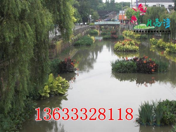 荷花苗_選月亮灣水生植物|批發荷花苗