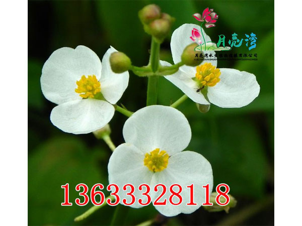 慈姑哪里有賣，燕尾草培育