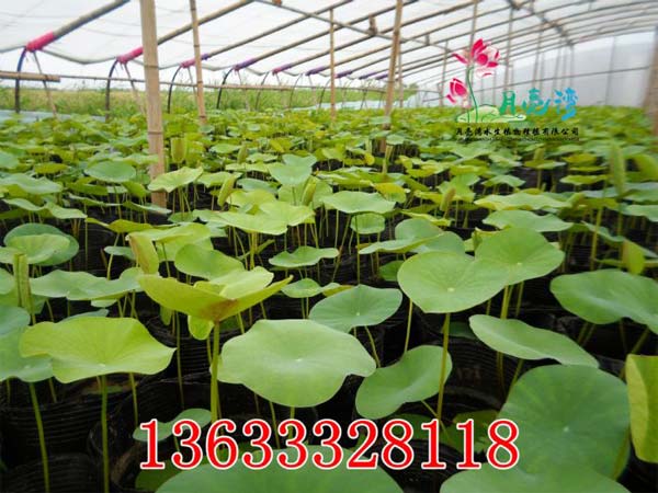 批發黃鳶尾：月亮灣水生植物_專業黃菖蒲供應商