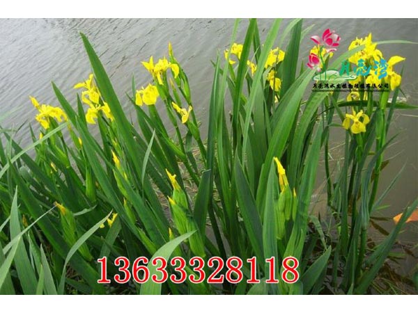 荷花苗