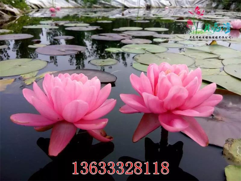 優(yōu)質(zhì)睡蓮苗月亮灣水生植物專業(yè)供應(yīng)|睡蓮種子