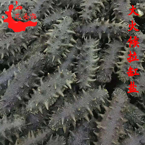 批發(fā)龍圣怡海參大連半干 中火候海參拉缸鹽遼參 肉厚口感好 多種規(guī)格