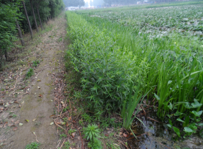 供應鄭州優(yōu)質(zhì)的荷花苗 平頂山盆栽荷花
