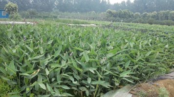 專業(yè)的水生美人蕉提供商，當(dāng)屬田園情花卉——再力花價格