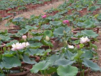 荷花苗 荷花苗批發(fā) 荷花苗批發(fā)廠家