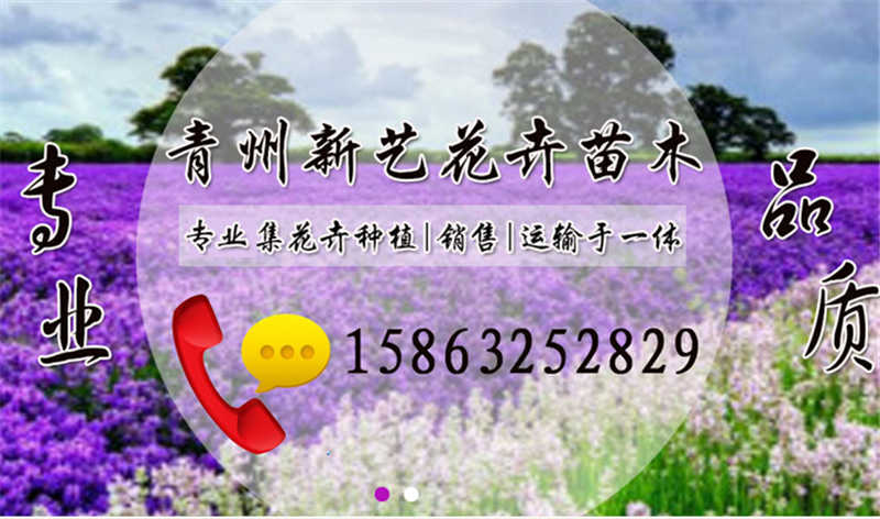 大量供應(yīng)優(yōu)質(zhì)的園林植物——側(cè)柏批發(fā)價(jià)格