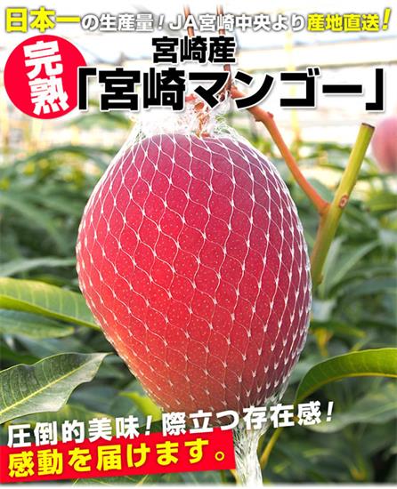 日本宫崎芒上哪买比较实惠，健康的日本宫崎芒进口运输采购批发