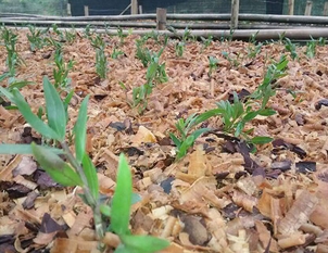 滁州市鐵皮石斛價格的重要用,專業(yè)供應(yīng)的石斛種植方法