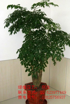 供應東莞花卉租賃 富貴樹 東莞富貴樹 幸福樹 原始圖片3