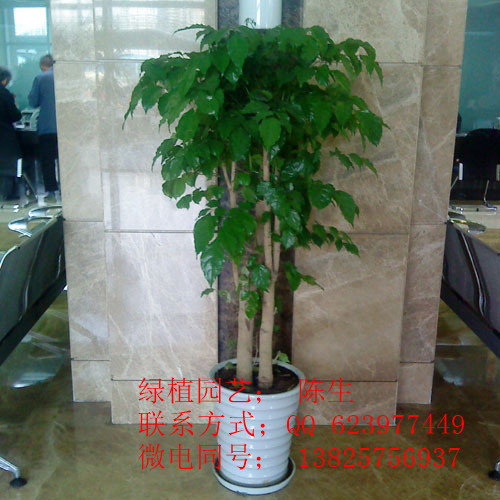 供應東莞植物租賃 金錢樹 東莞金錢樹 金錢兜