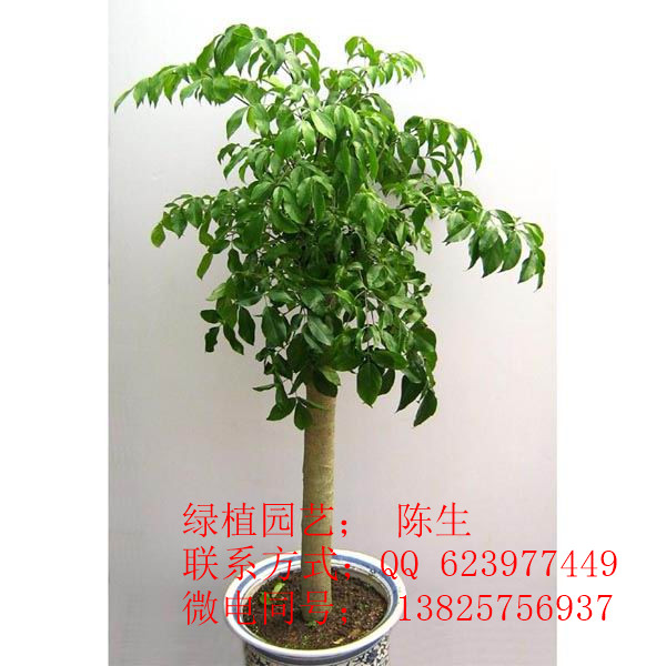 供應東莞租花 幸福樹 東莞綠寶樹 福祿壽 原始圖片2