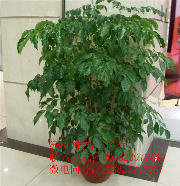 供應東莞租花 幸福樹 東莞綠寶樹 福祿壽 原始圖片3