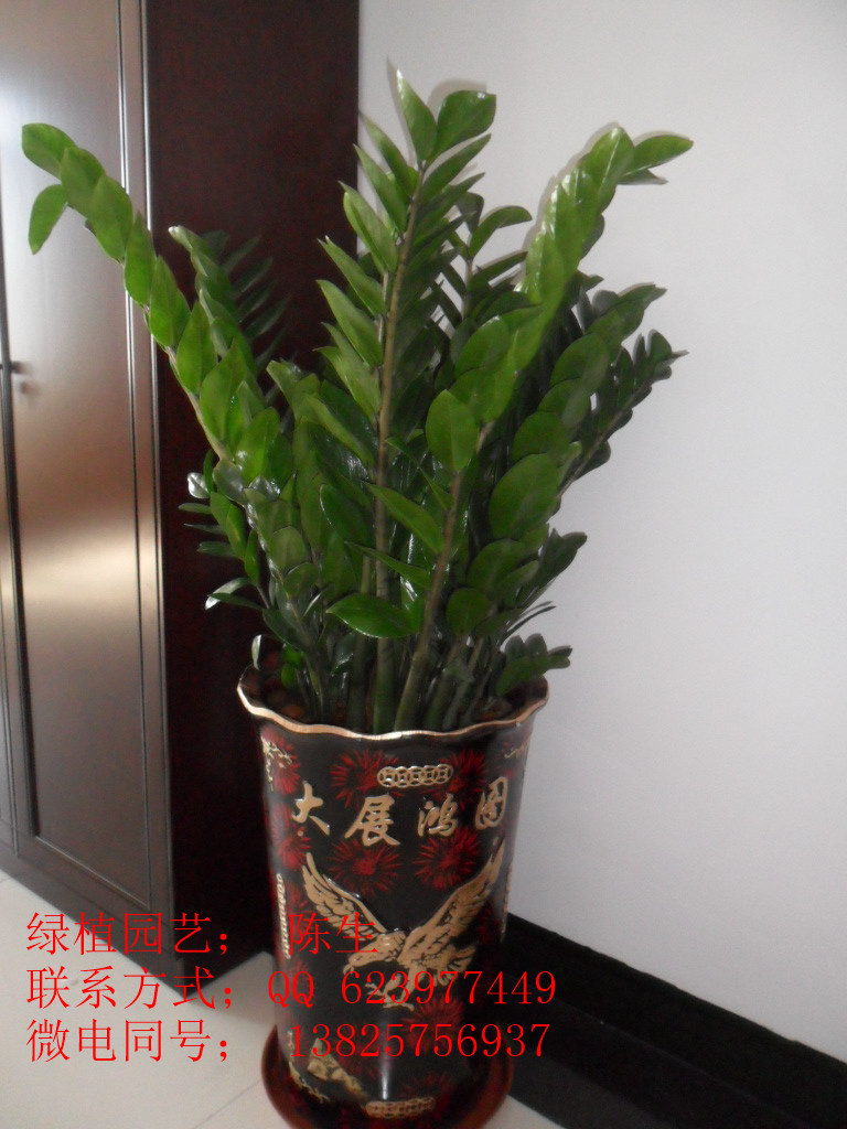 供應東莞植物租賃 金錢樹 東莞金錢樹 金錢兜原始圖片2