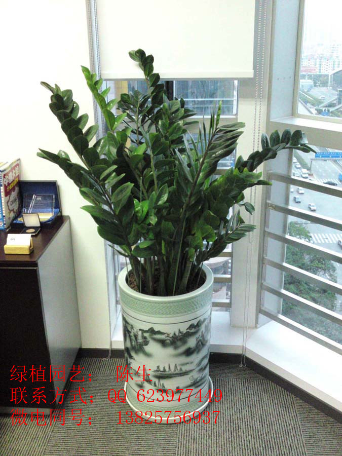供應東莞植物租賃 金錢樹 東莞金錢樹 金錢兜原始圖片3