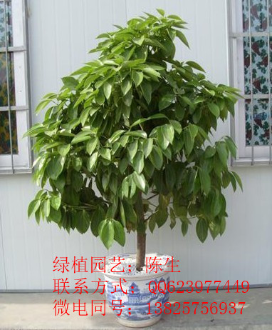 東莞綠植租賃 鐵樹 也門鐵 龍血樹