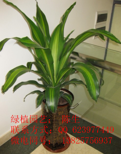 東莞綠植租賃 鐵樹 也門鐵 龍血樹原始圖片2