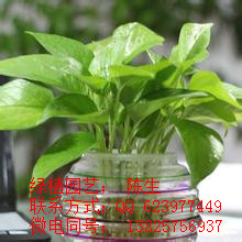 供應東莞花木租賃 綠蘿 東莞綠蘿 青蘋果 