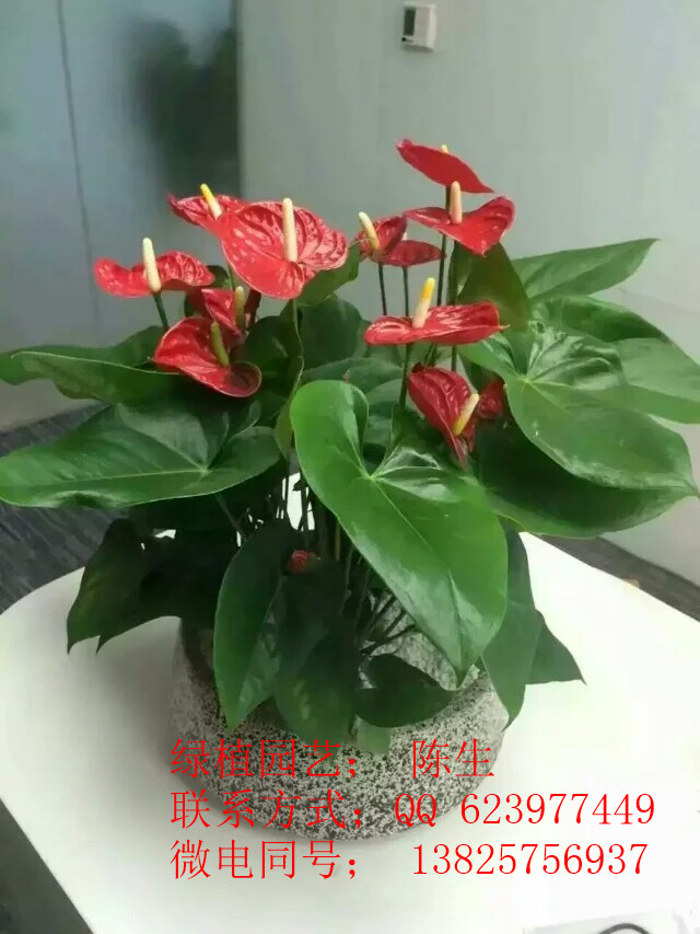 供應東莞花木租賃 綠蘿 東莞綠蘿 青蘋果 