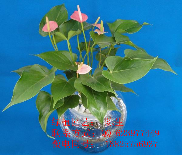 供應(yīng)東莞花木租擺 紅掌 東莞紅掌 粉掌原始圖片3
