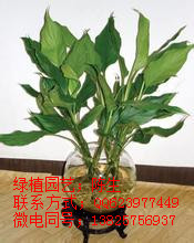 供應(yīng)東莞花木租擺 紅掌 東莞紅掌 粉掌