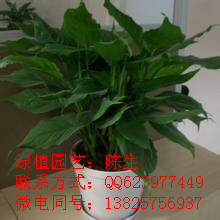 東莞盆景租擺 萬年青 東莞萬年青 黑美人原始圖片2