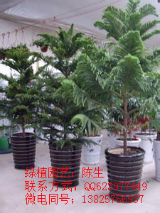 供應東莞盆景租賃 迎客松 東莞迎客松  南洋杉  原始圖片3