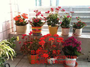 也門鐵 東莞植物租擺 東莞也門鐵 巴西鐵    